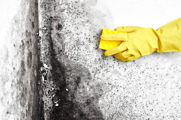 Asbestos and Lead Testing During Mold Inspection in Mexico, IN